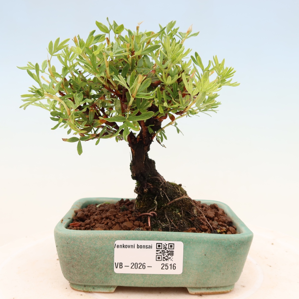 Kültéri bonsai - Potentila fruticosa