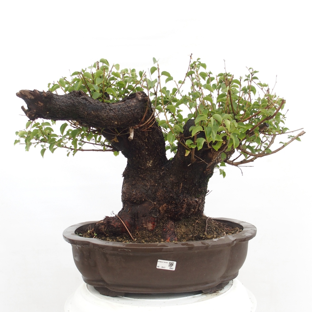 Kültéri bonsai - Mahalebka - Prunus mahaleb - Prunus mahaleb