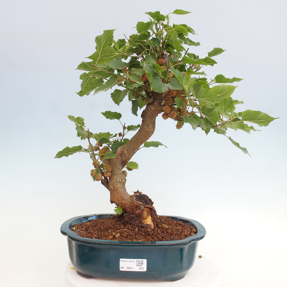 Kültéri bonsai -Morus alba - eperfa