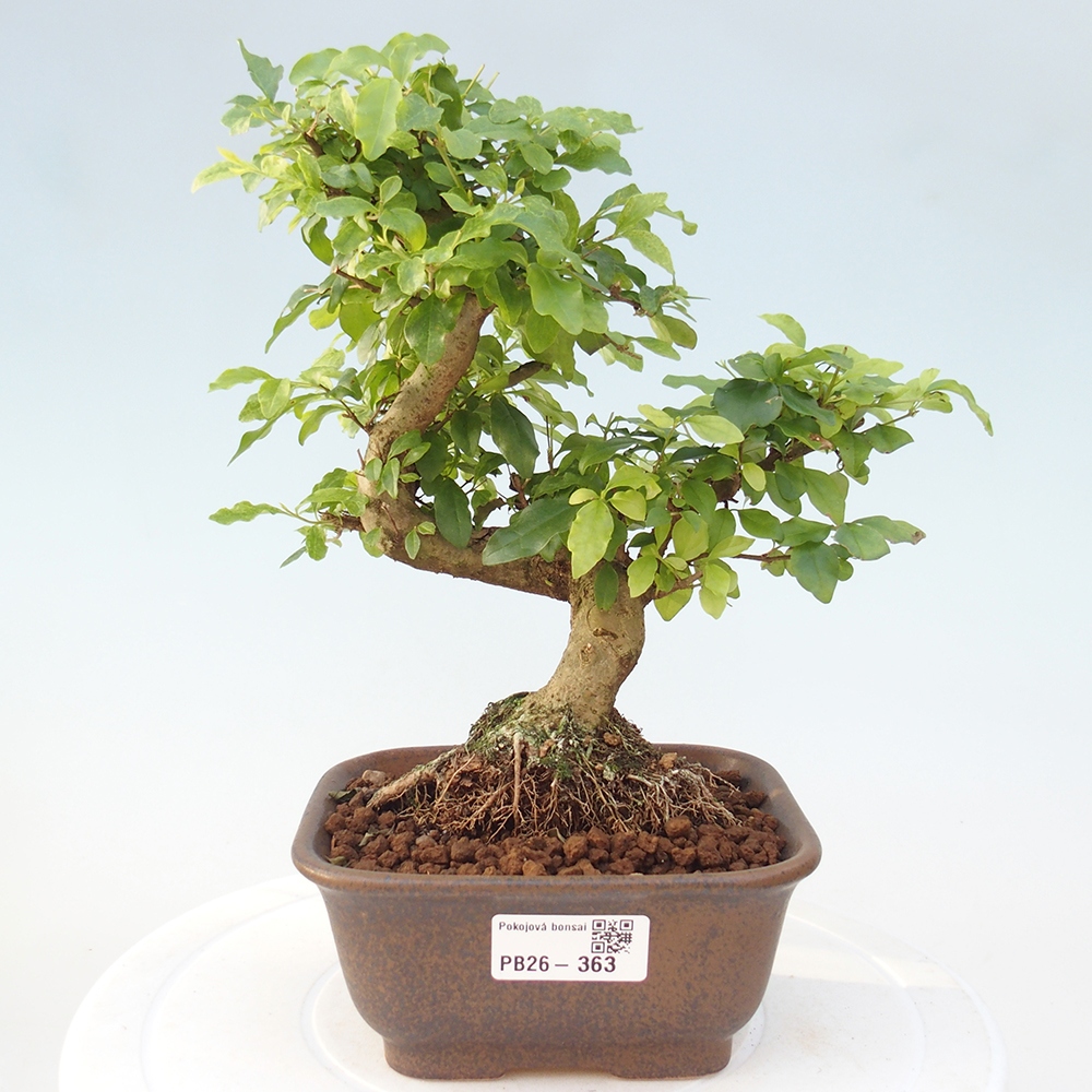 Szobai bonsai -Ligustrum chinensis - Madárcsőr