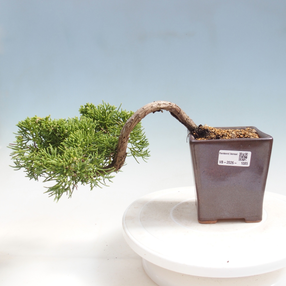 Kültéri bonsai - Juniperus chinensis Kishu