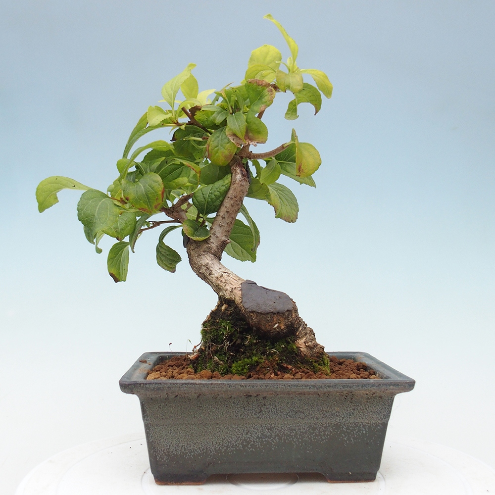 Kültéri bonsai - Celastrus orbiculatus