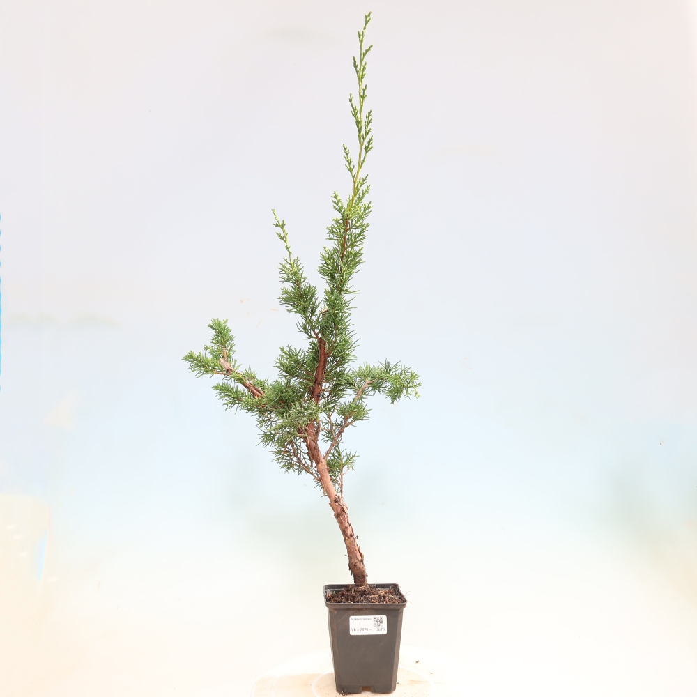Kültéri bonsai - Juniperus chinensis Kishu