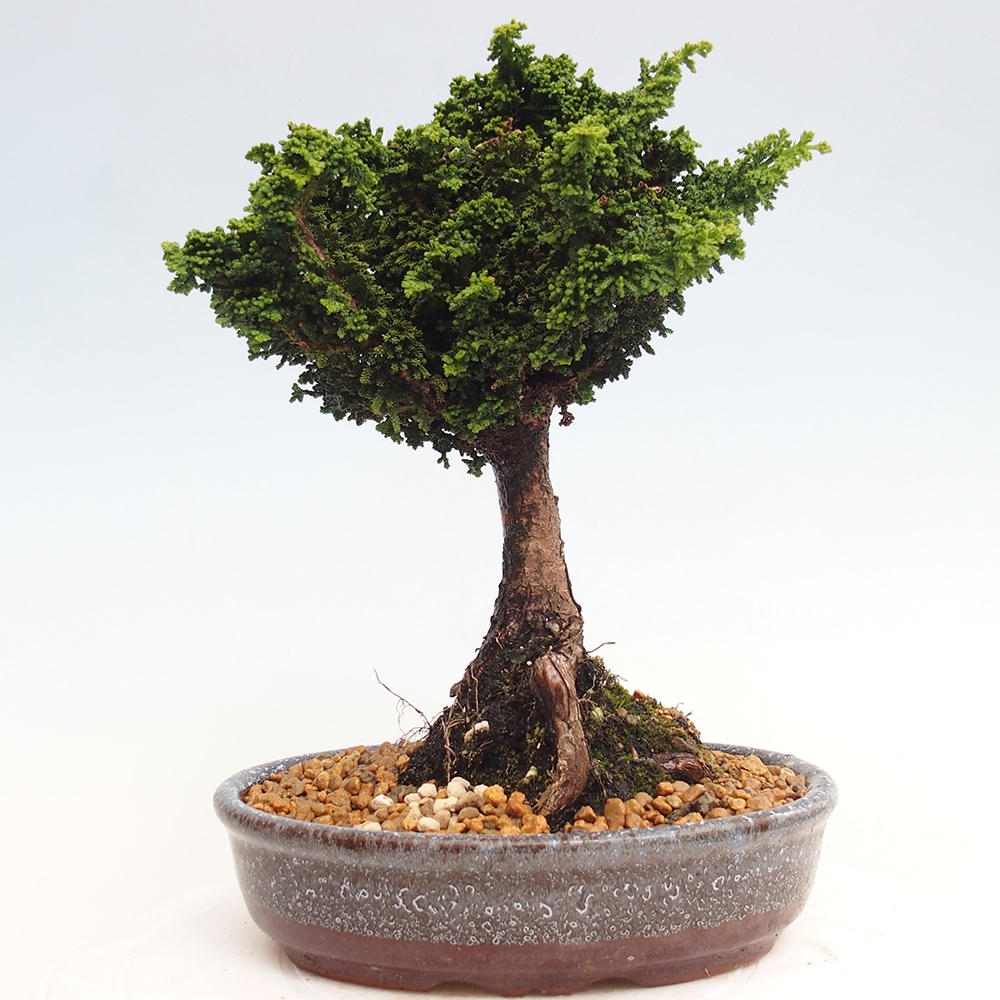 Kültéri bonsai - Cham. obtusa SEKKA HINOKI - Cifra ciprus