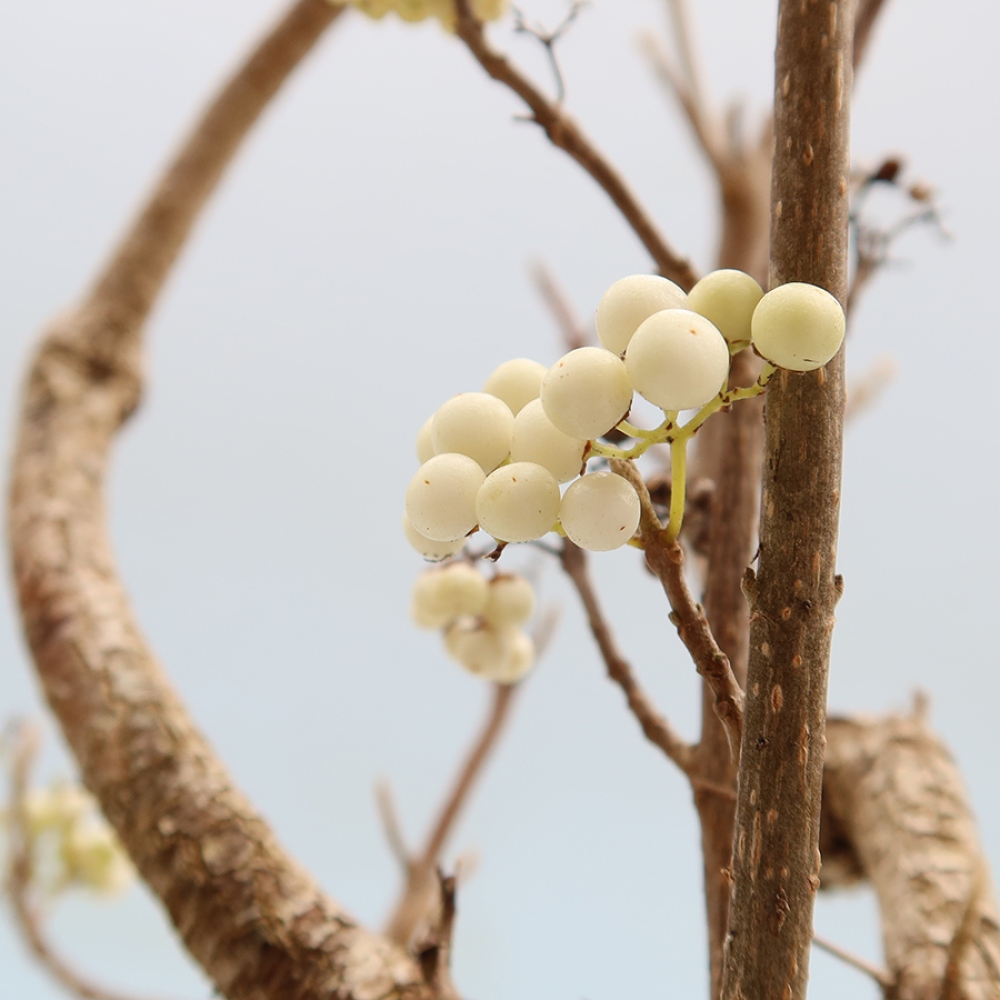 Kültéri bonsai – Callicarpa bodinieri Snowqueen – Gyönyörűtermésű bokor