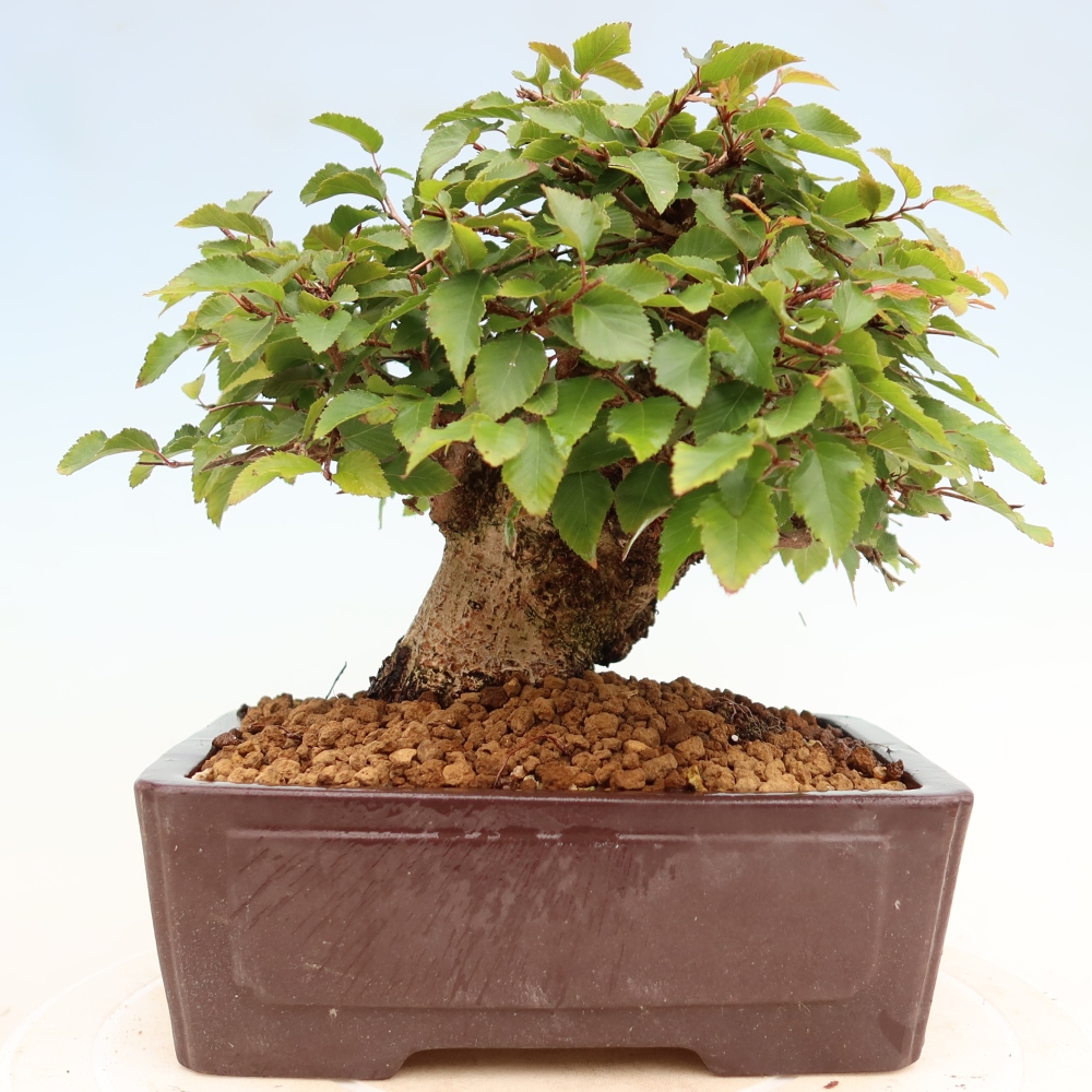 Kültéri bonsai -Carpinus Coreana - Koreai gyertyánfa