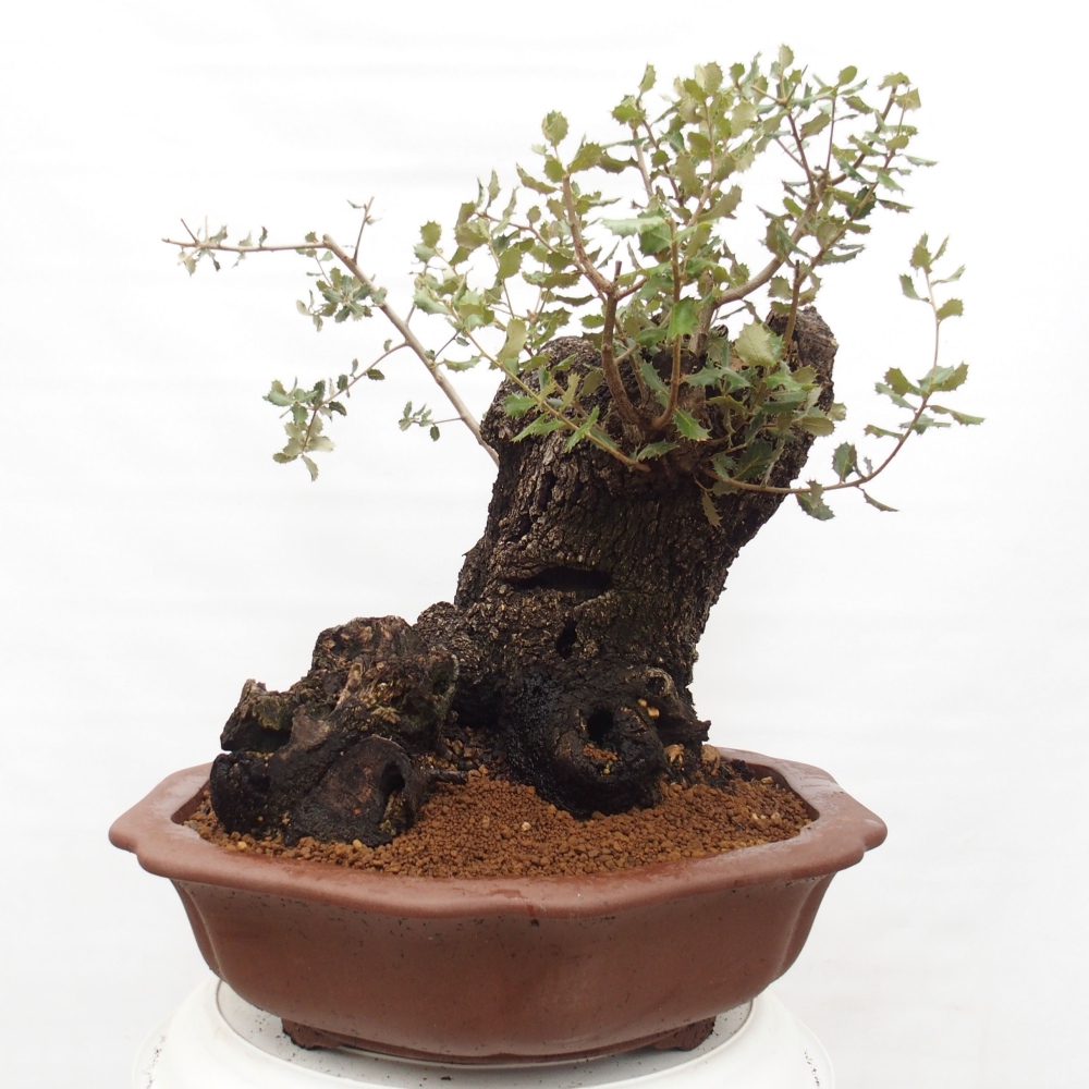 Yamadori - Quercus Ilex - Tölgy magyal