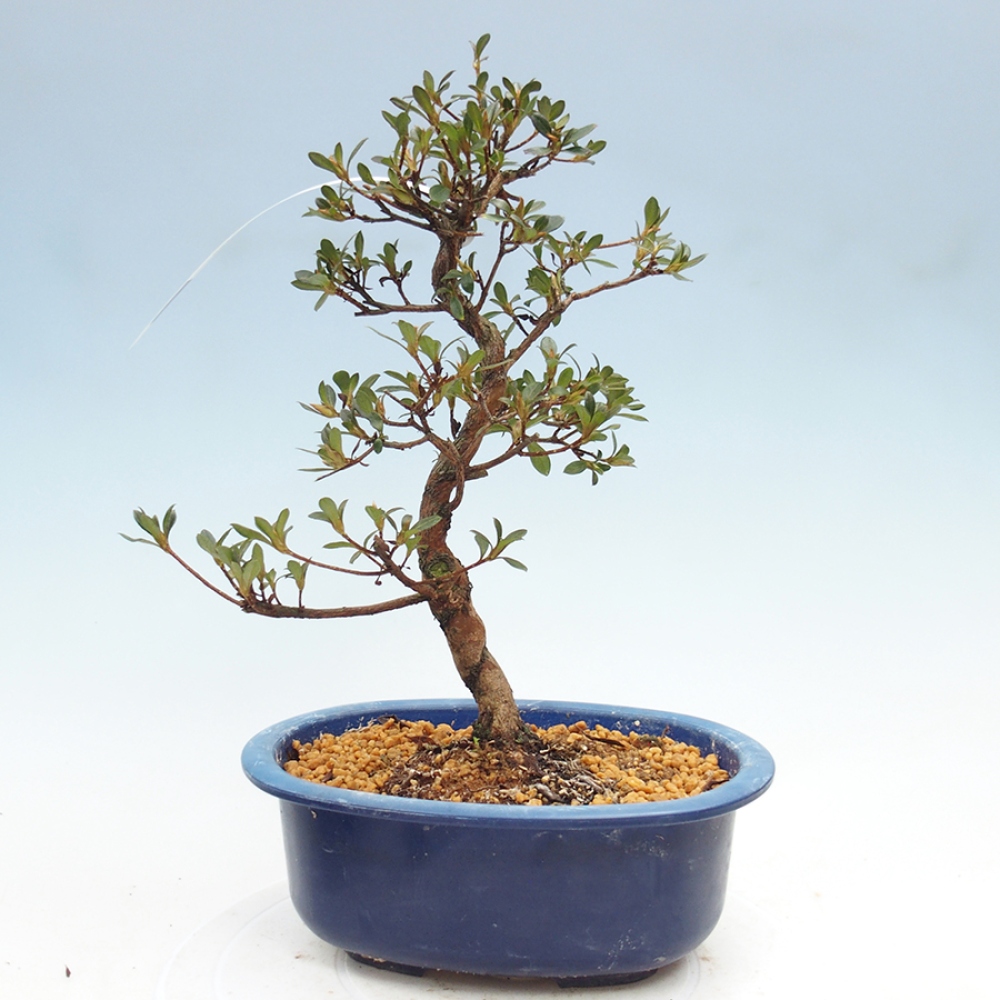 Kültéri bonsai - Japán azálea - Azalea Mio