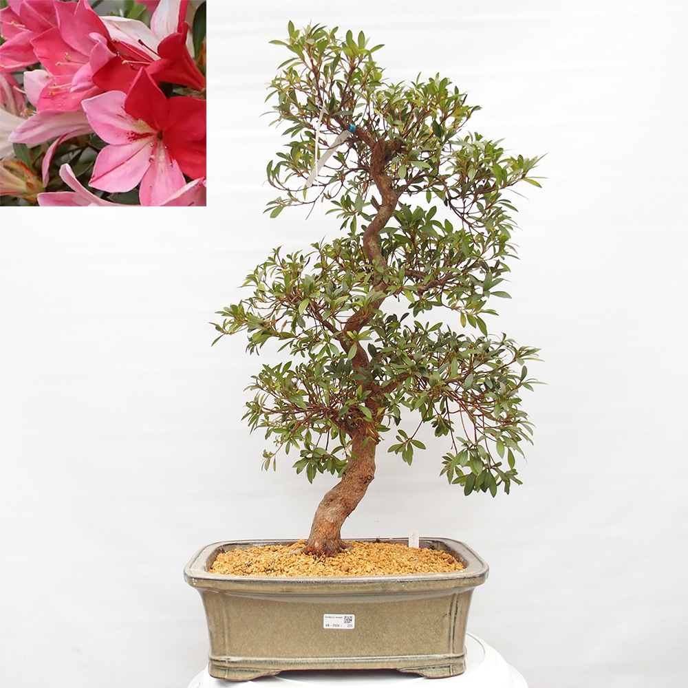 Kültéri bonsai - Japán azálea - Azalea Haruurara