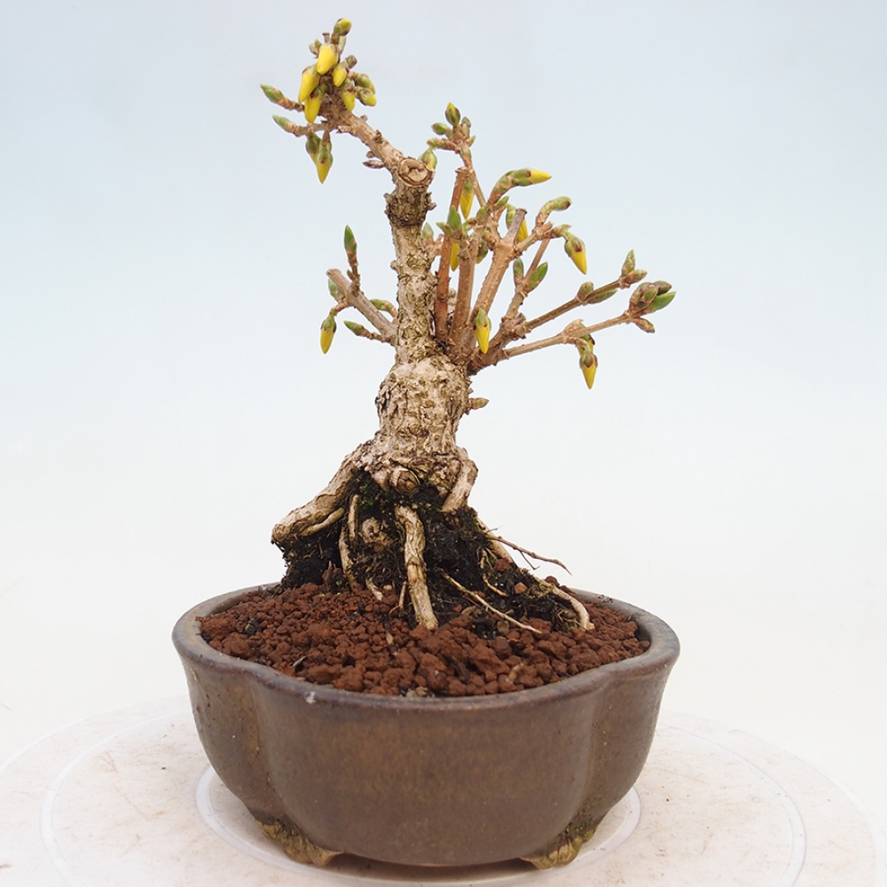 Kültéri bonsai - Zlatice - Forsythia intermedia
