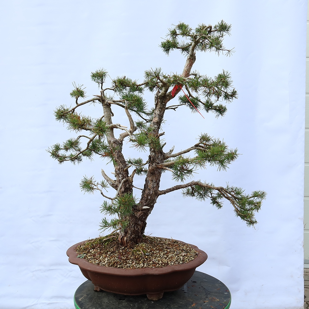 Pinus sylvestris Spanyolország – erdei fenyő