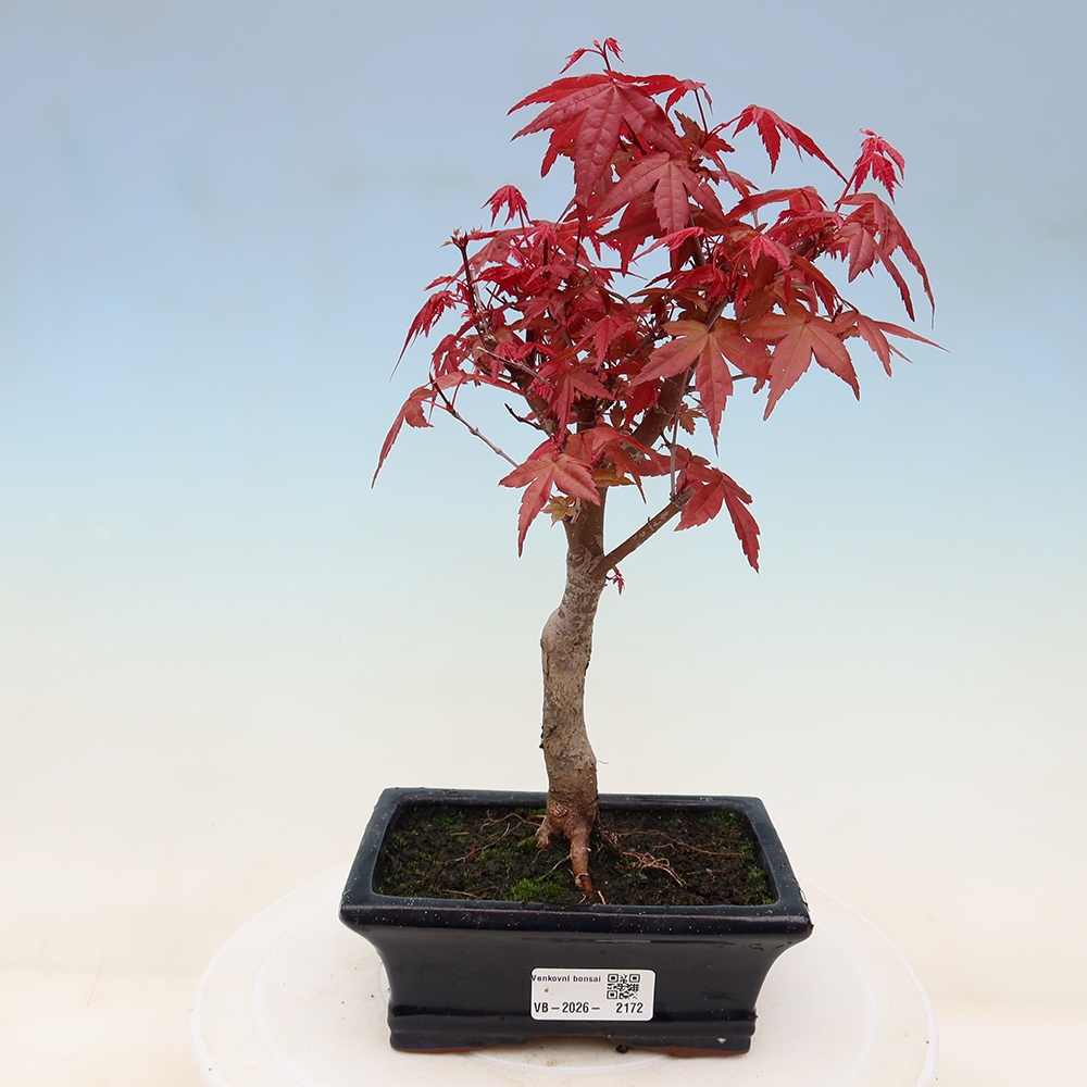 Kültéri bonsai - Acer palmatum DESHOJO