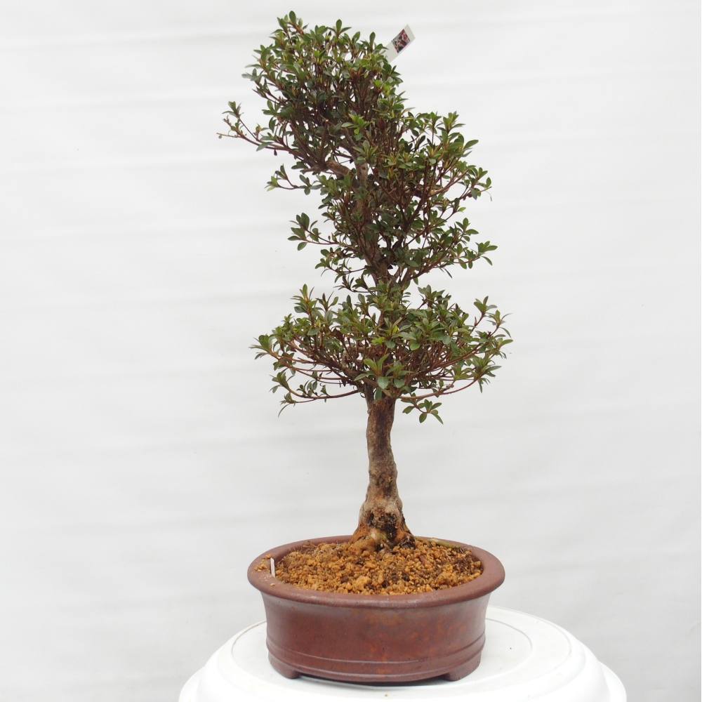 Kültéri bonsai - Japán azálea - Azalea Hanatsuzuri