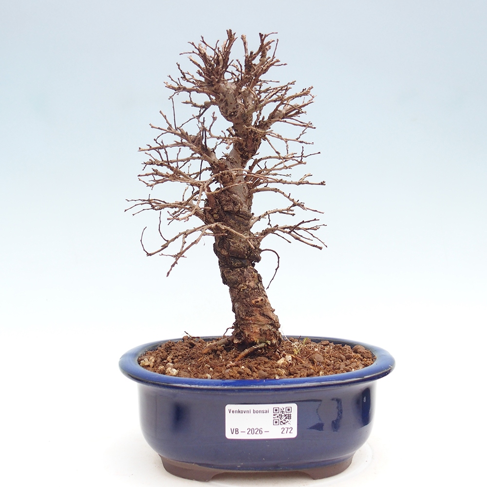 Kültéri bonsai - Zelkova - Zelkova NIRE