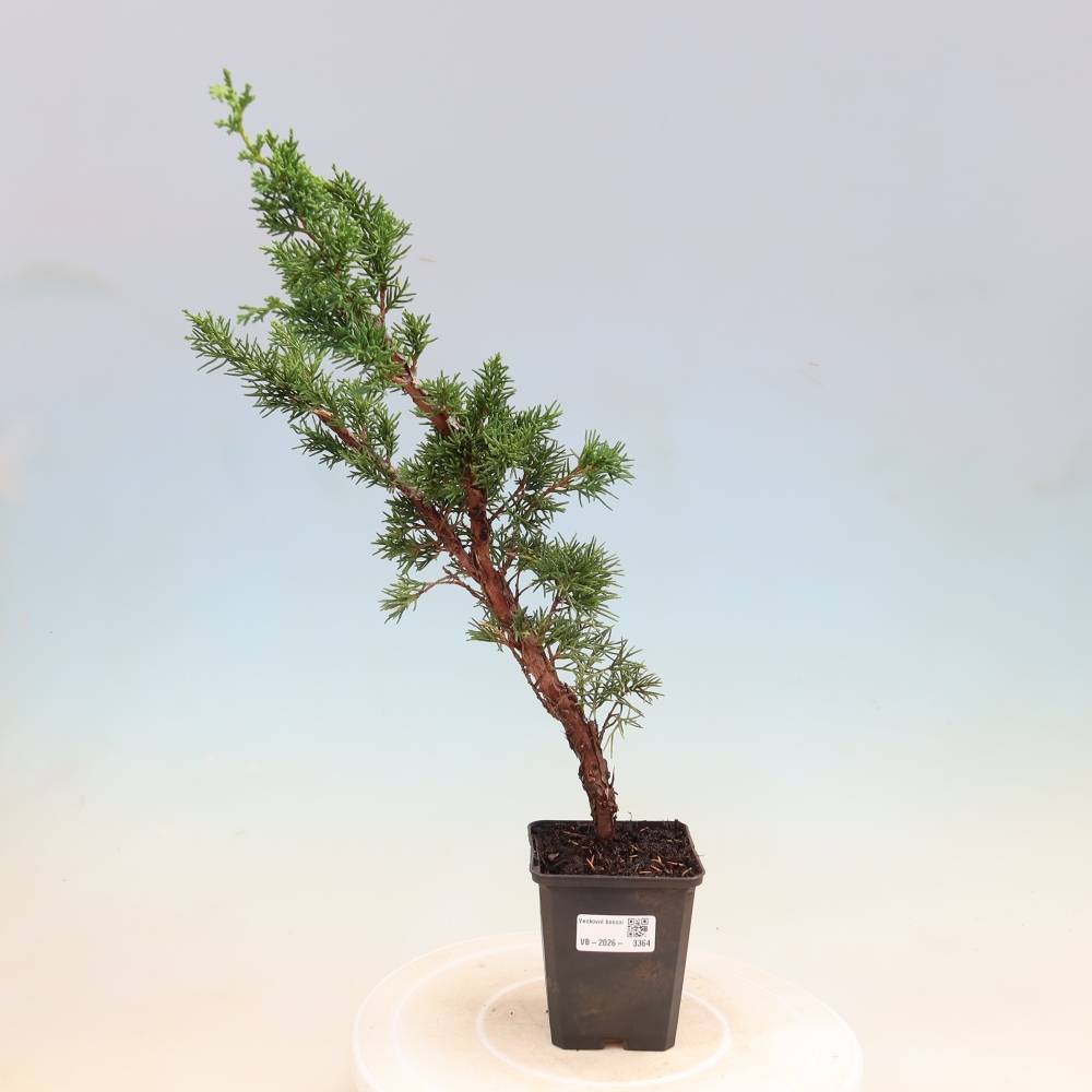 Kültéri bonsai - Juniperus chinensis Kishu
