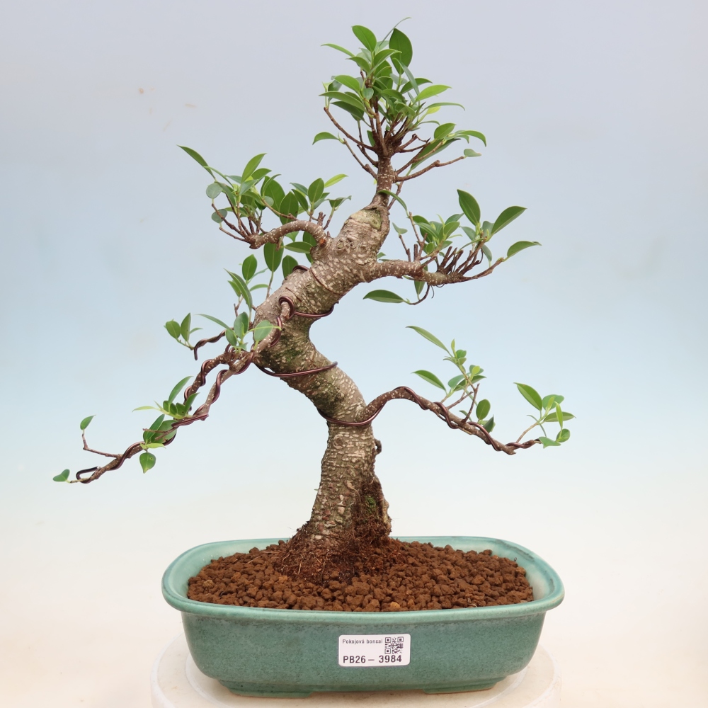 Szobai bonsai - Ficus kimmen - kislevelű fikusz