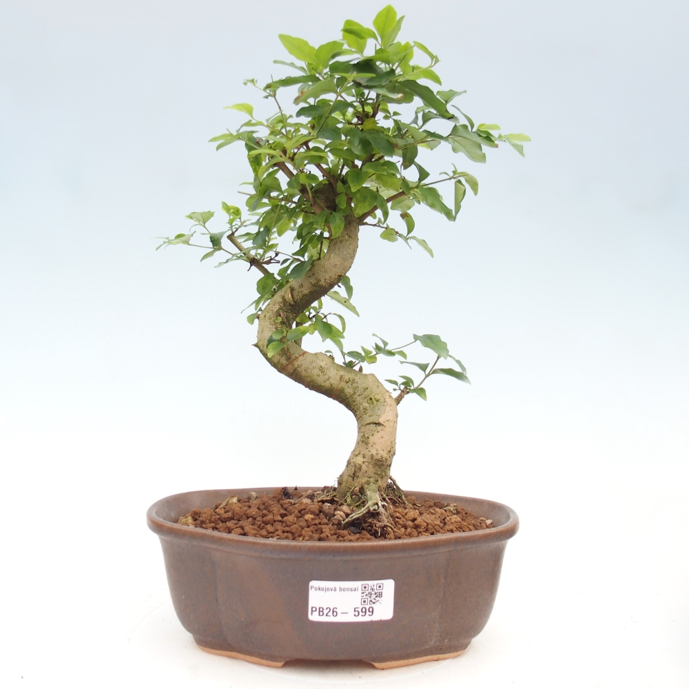 Szobai bonsai -Ligustrum chinensis - Madárcsőr
