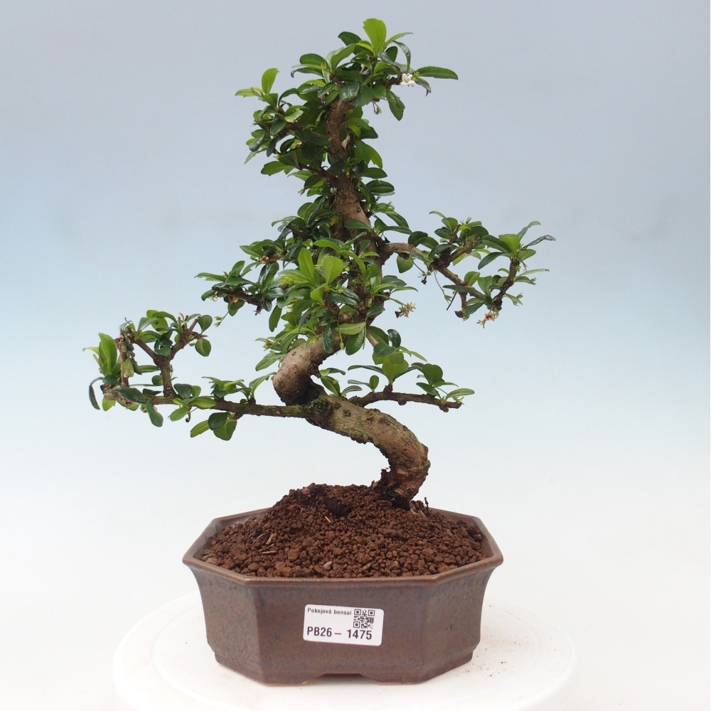 Szobai bonsai - Carmona macrophylla - Tea fuki