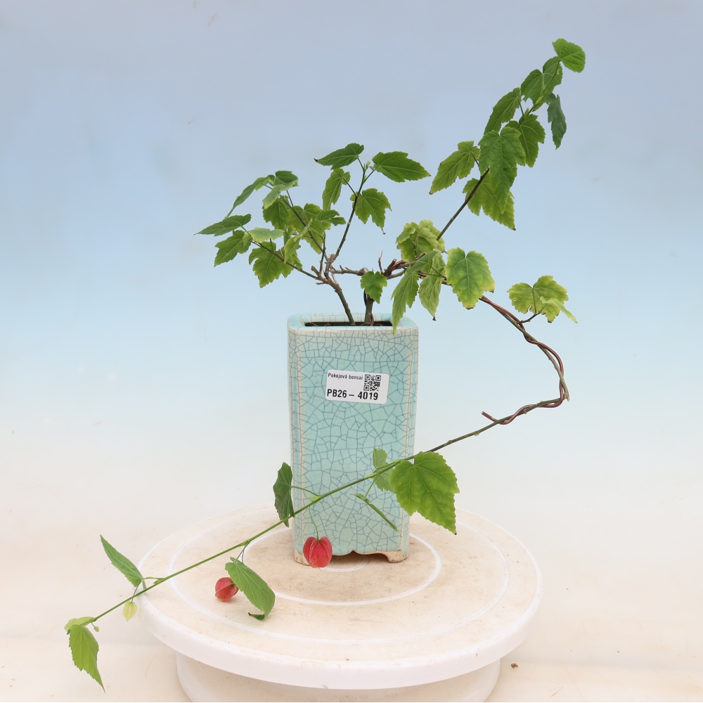 Beltéri bonsai - Abutilon Big Bell - Felhőbogyó