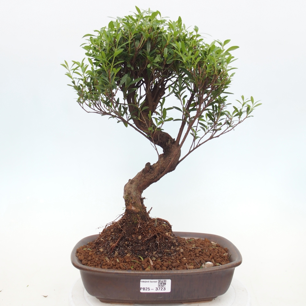 Szobai bonsai - Syzygium - Pimento