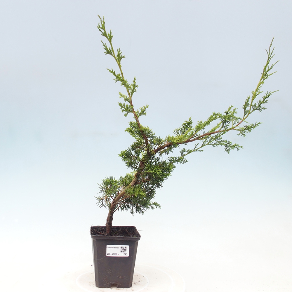 Kültéri bonsai - Juniperus chinensis Itoigawa