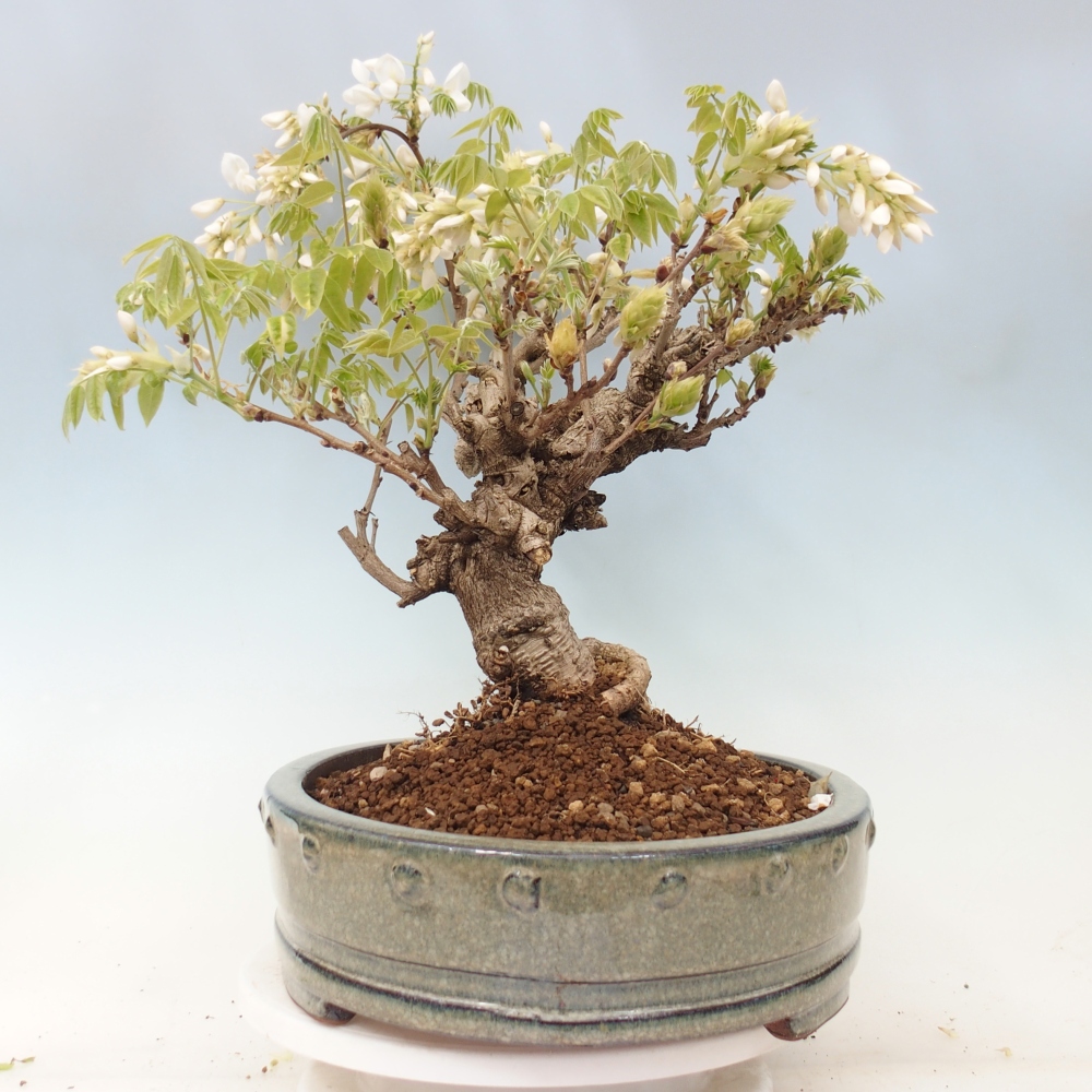 Kültéri bonsai - Vistaria - Wisteria