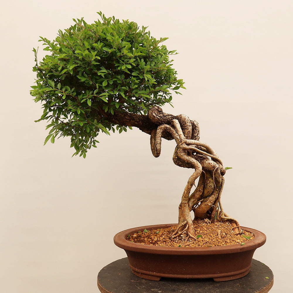 Kültéri bonsai - Zelkova - Zelkova NIRE