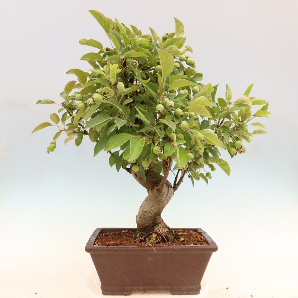 Kültéri bonsai -Malus halliana - Kis gyümölcsű almafa