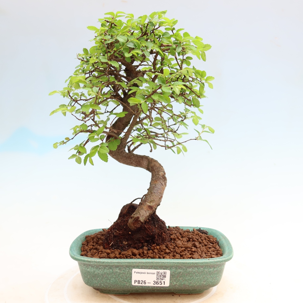 Szobai bonsai - Ulmus parvifolia - Kislevelű szilfa