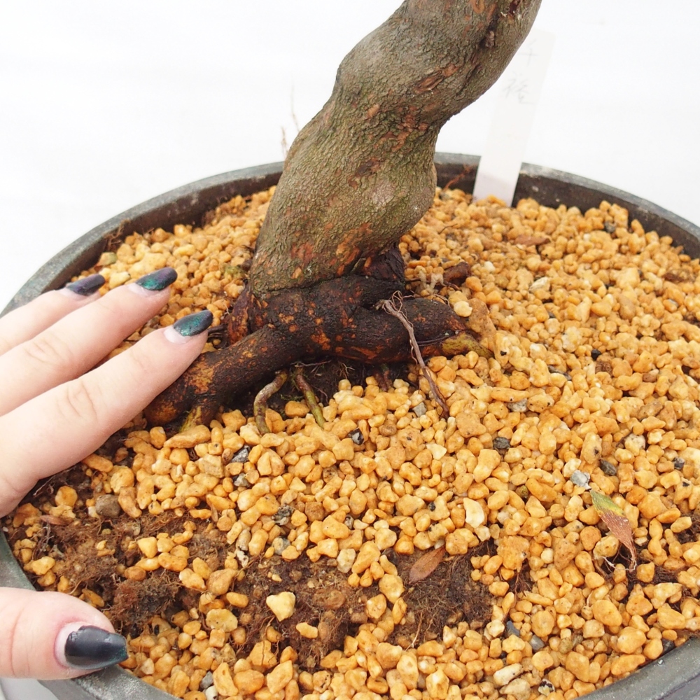 Kültéri bonsai - japán azálea - Azálea CHIHIRO