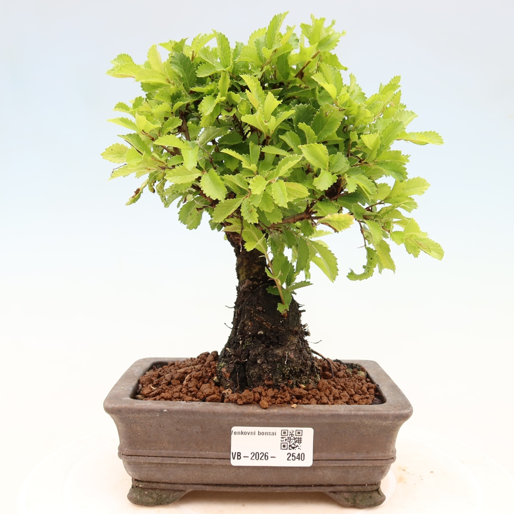 Kültéri bonsai - Zelkova - Zelkova NIRE