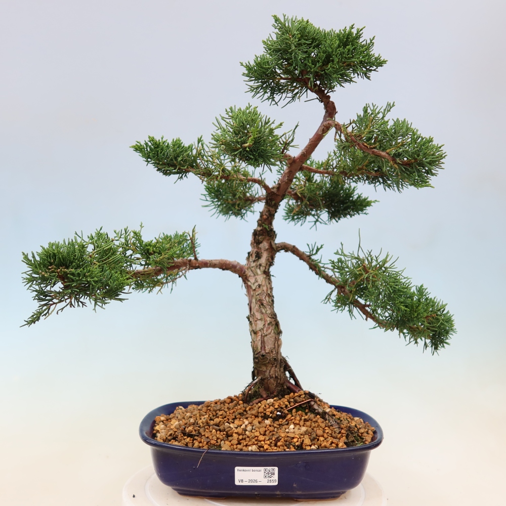 Kültéri bonsai - Juniperus chinensis Kishu