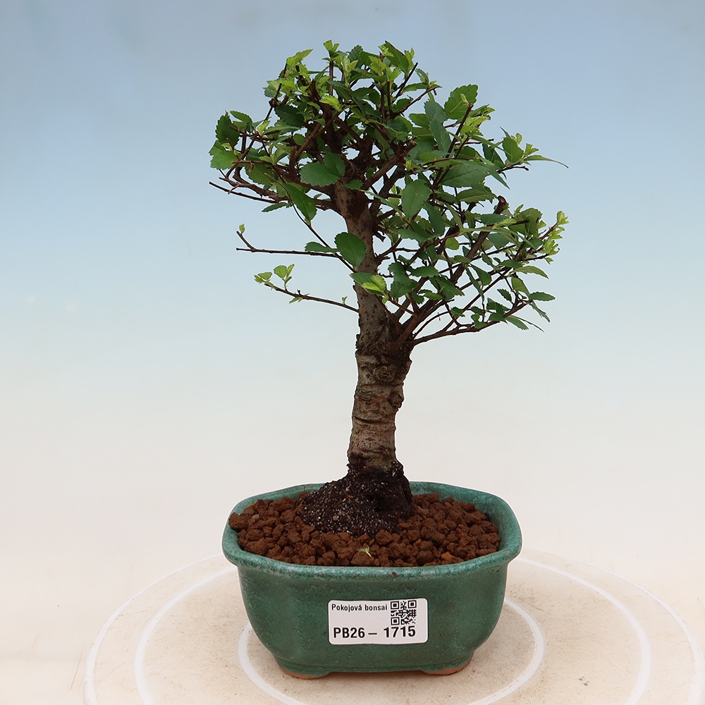 Szobai bonsai - Ulmus parvifolia - Kislevelű szilfa