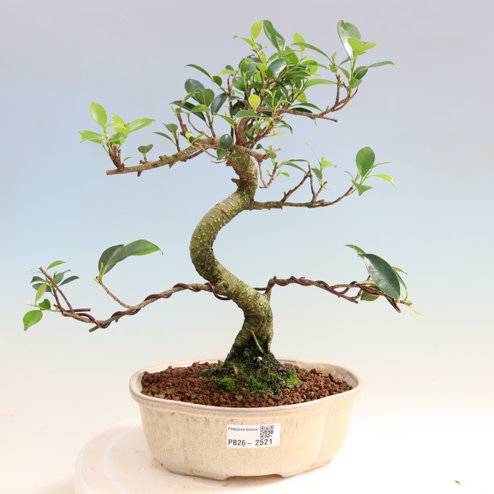 Szobai bonsai - Ficus retusa - kislevelű fikusz