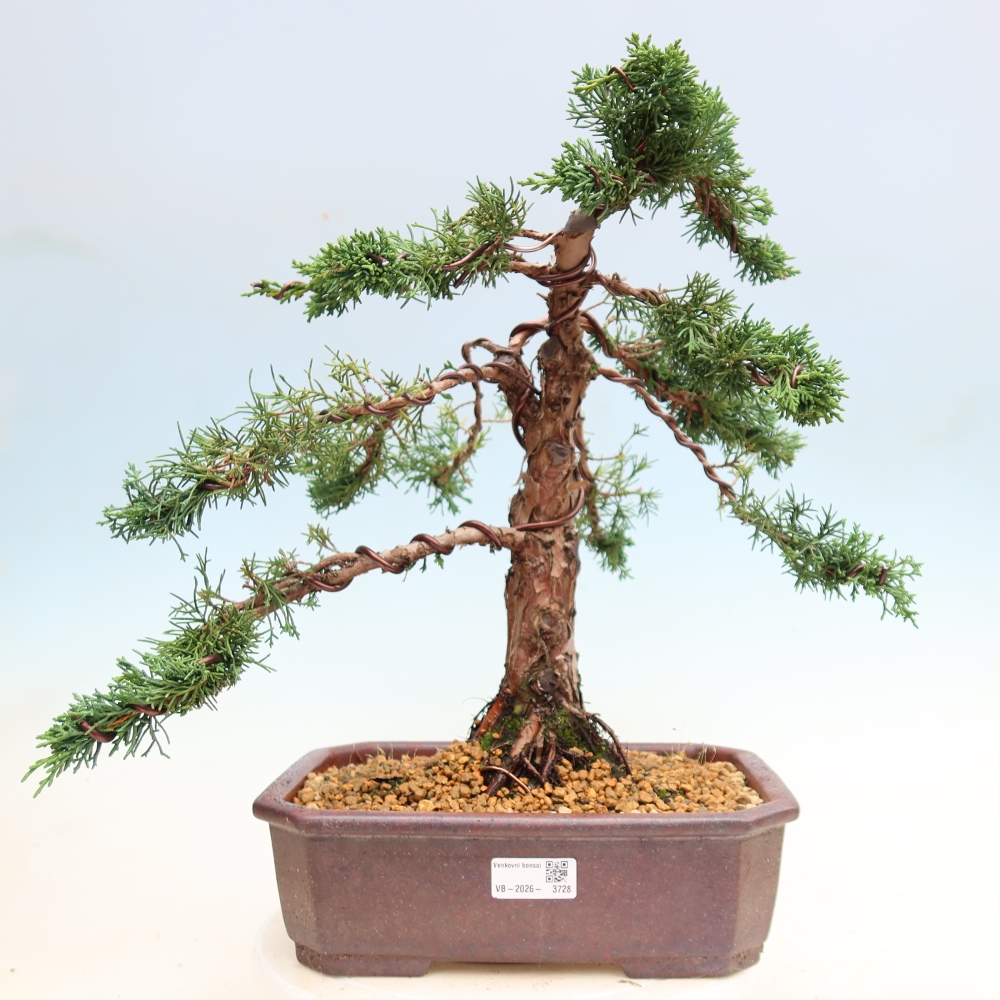 Kültéri bonsai - Juniperus chinensis Kishu
