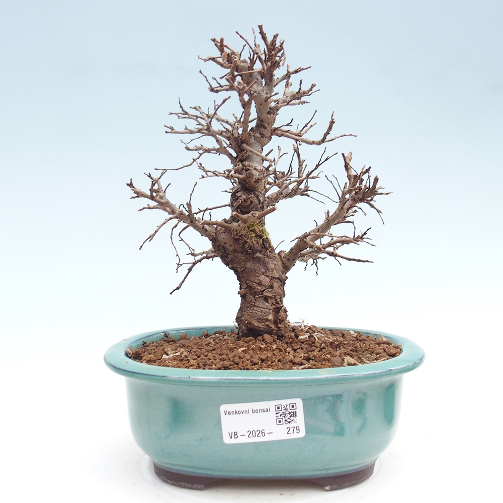 Kültéri bonsai - Zelkova - Zelkova NIRE