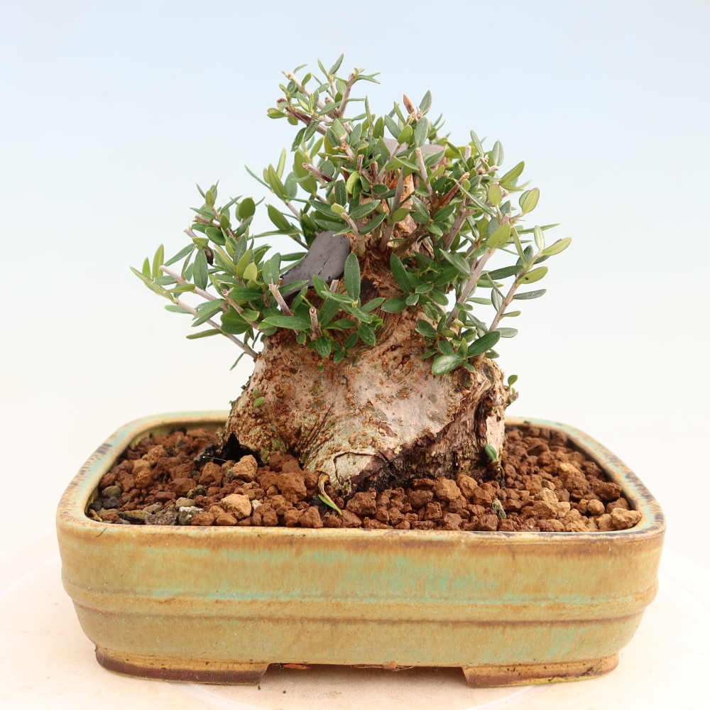 Beltéri bonsai - Olea europaea sylvestris