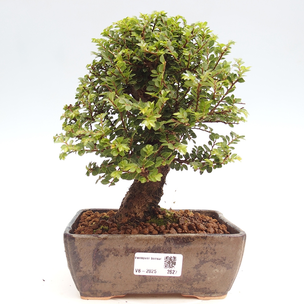 Kültéri bonsai - Ulmus parvifolia Hokkaido - Kínai szil - Ulmus parvifolia Hokkaido