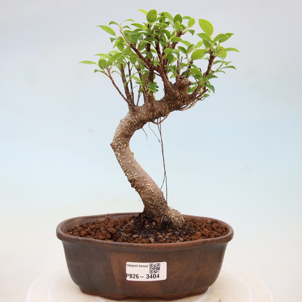Szobai bonsai - Ficus kimmen - kislevelű fikusz