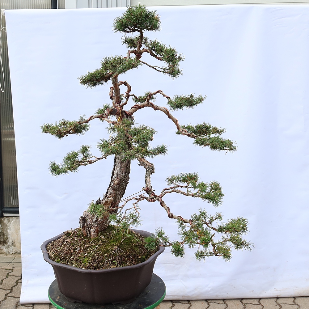 Pinus sylvestris Spanyolország – erdei fenyő