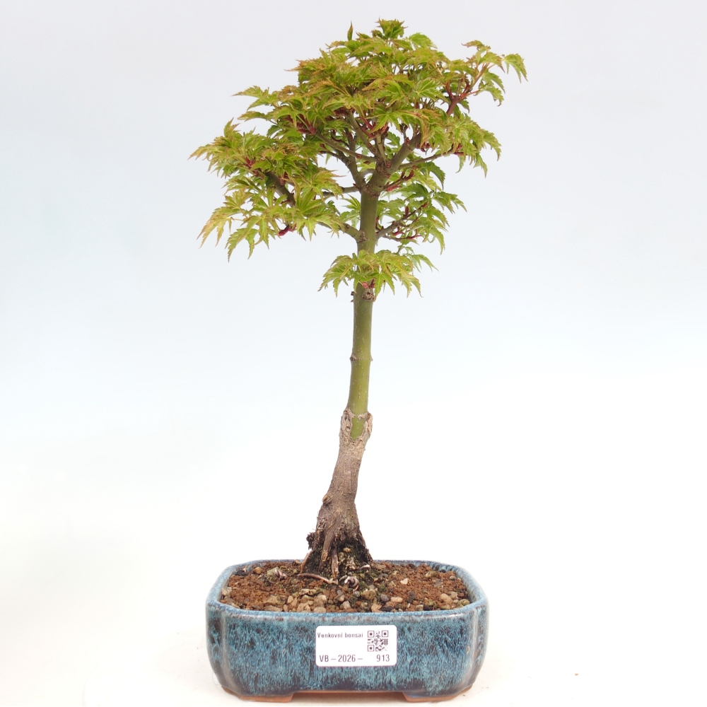 Kültéri bonsai -Javor pálma Acer palmatum Shishigashira