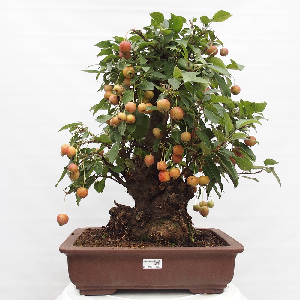 Kültéri bonsai -Malus halliana - Kis gyümölcsű almafa