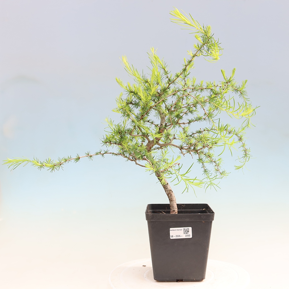 Kültéri bonsai - Larix decidua - vörösfenyő