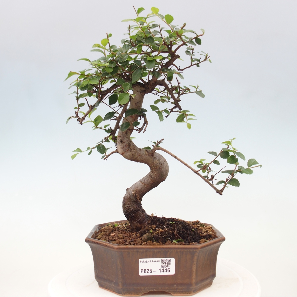 Szobai bonsai - Ulmus parvifolia - Kislevelű szilfa