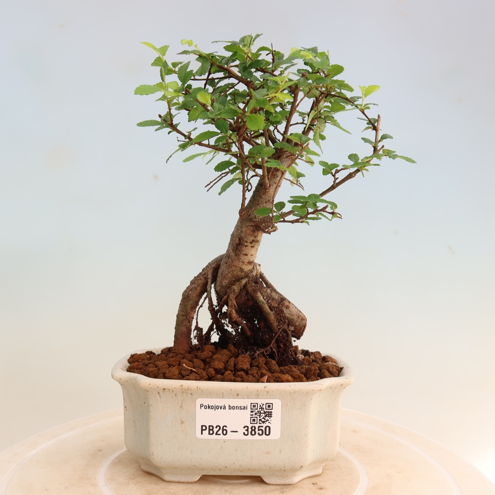 Szobai bonsai - Ulmus parvifolia - Kislevelű szilfa