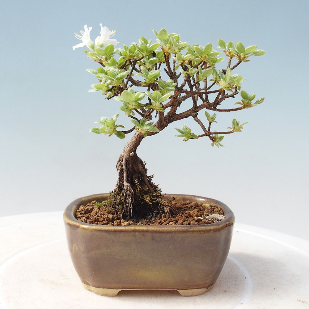 Kültéri bonsai - Rhododendron indicum - japán azálea