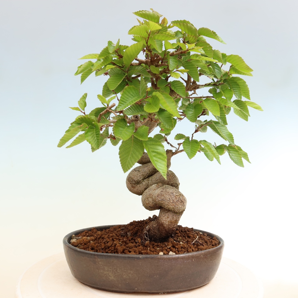 Kültéri bonsai -Carpinus Coreana - Koreai gyertyánfa