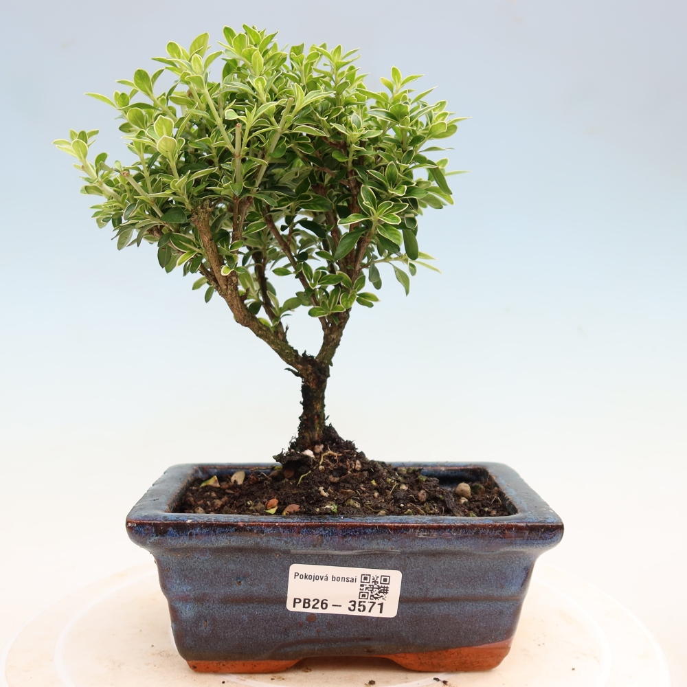 Szobai bonsai - Serissa foetida Variegata - Az ezer csillag fája