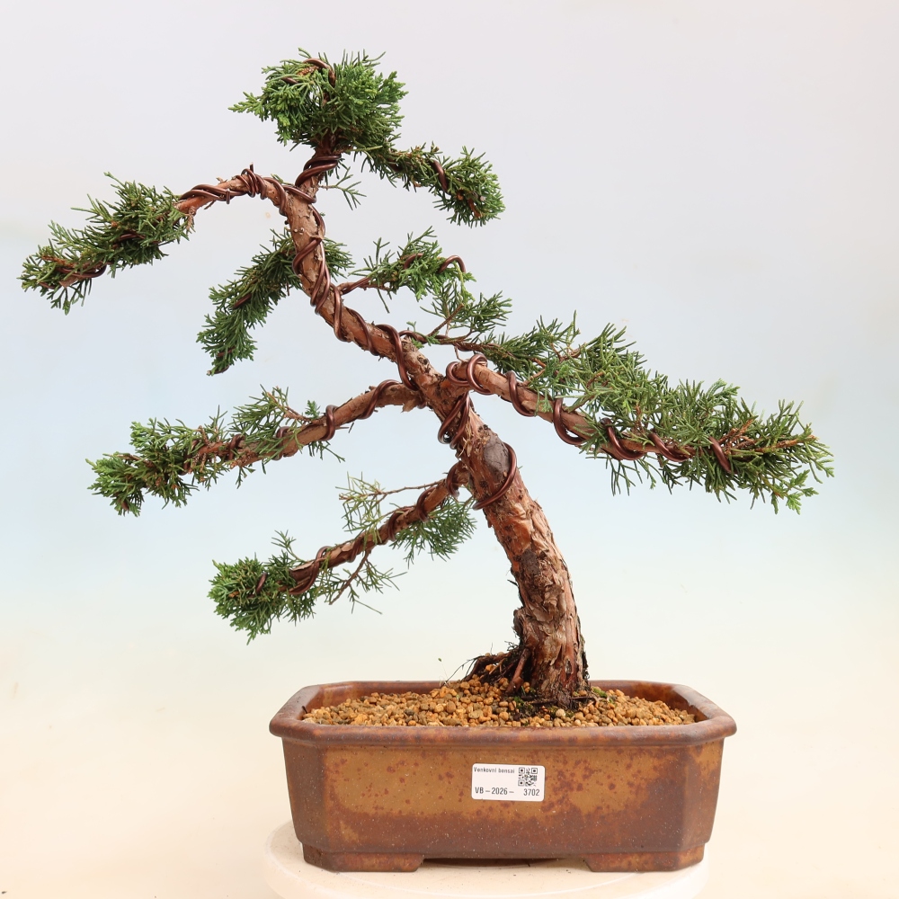 Kültéri bonsai - Juniperus chinensis Kishu