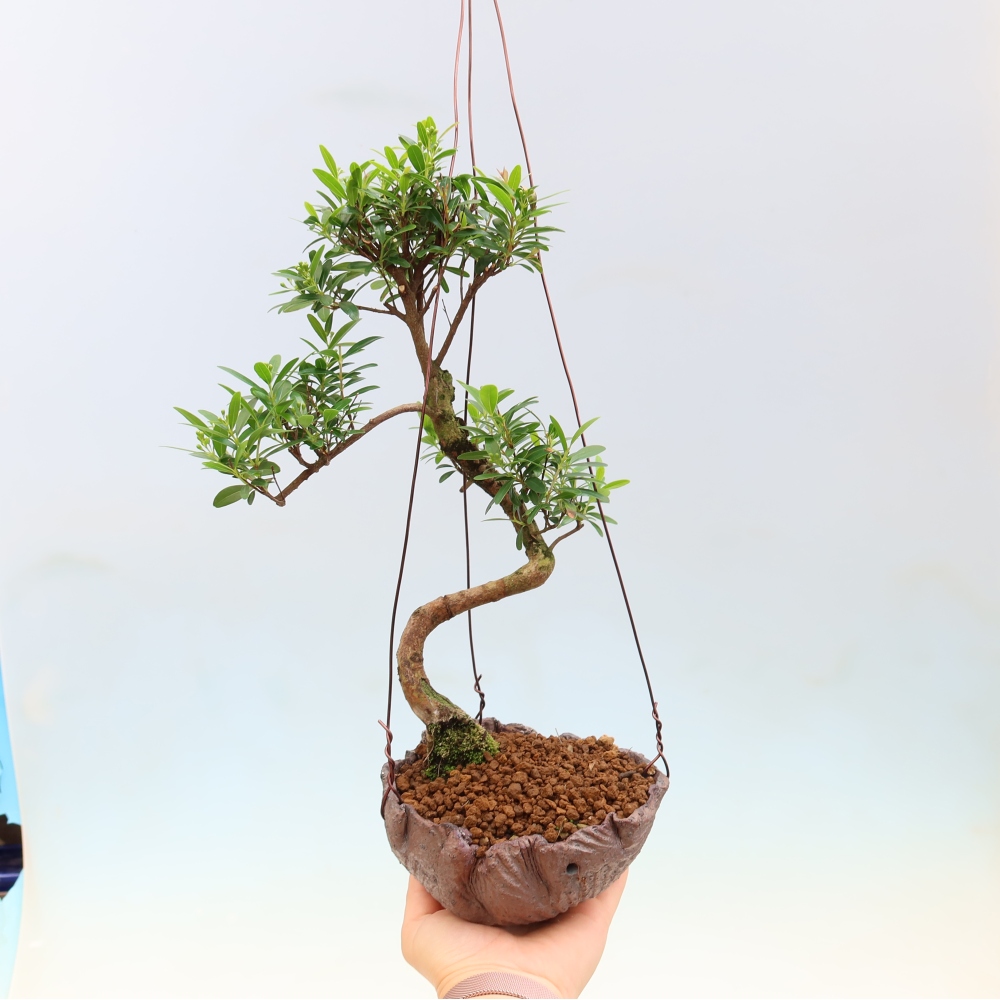 Kokedama kerámiában -Syzygium - Pimento fa